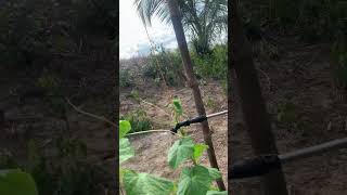 Application of foliar fertilizer for cucumbers vegetablefarming agriculture [upl. by Siro514]