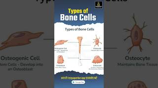 Types of Bone Cells  Osteoblast Osteocyte Osteoclast  Bone stem cell bones cell bonecalls [upl. by Linson]