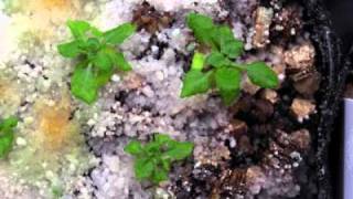 Growing Arabidopsis thaliana Col [upl. by Sidras371]