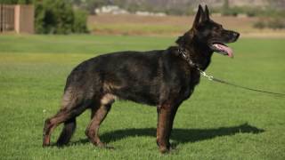 ALL ABOUT THE WORKING GERMAN SHEPHERD DOG [upl. by Nnateragram650]