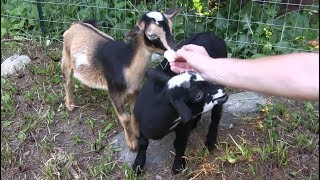 Baby Pygmy Goats Eat Marshmallows for the First Time Funny Kids [upl. by Ayalahs]