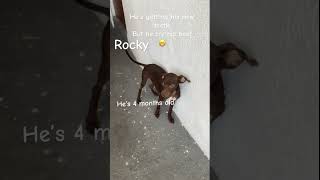 He’s dangerous watch out 🤫 funnydogs animals cute [upl. by Bitthia]