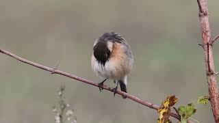 Stonechat Saxicola rubicola Saltimpalo [upl. by Kapor]