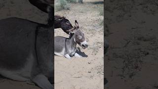 youtubeshort donkey nature shot [upl. by Rem773]