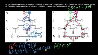 Inbreeding calculations explained [upl. by Nauqyt988]