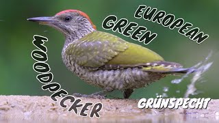 Young Green Woodpecker Picus viridis  Junger Grünspecht 8K [upl. by Acirrehs603]