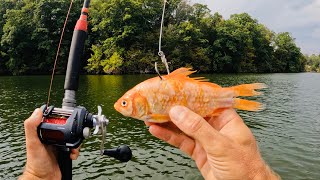 4 Hours of RAW and UNCUT Kayak Catfishing with Live Gold Fish [upl. by Atisusej915]