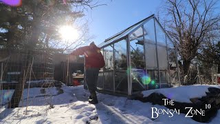 Pruning My Young Trident Maple and Pyrenean Oak The Bonsai Zone Feb 2023 [upl. by Evante516]