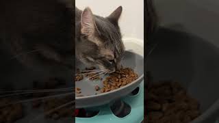 He is always hungry 🤣 cat cutecatsounds catvideos kitten asmrcat asmr cuteecats catsounds [upl. by Noillid830]