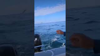 big kingfish kingfisherfishing fypシ゚viral Kingfish [upl. by Ateloj]