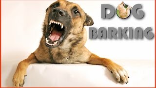 Dog Barking Sound Effect in Best Quality [upl. by Lexy]