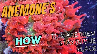 The Ultimate Guide to Anemone Tank Success [upl. by Curtis]