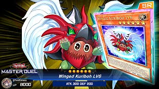 MENACE NEW HERO SUPPORT WINGED KURIBOH LV6 ARE CUTE on YuGiOh Master DUEL [upl. by Nimzaj]