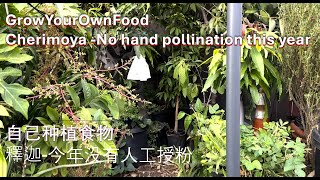 GrowYourOwnFood No Hand Pollination for Cherimoya – Let’s See What Happens 10272024 [upl. by Atena535]