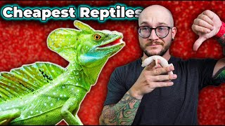 Top 5 CHEAP Reptiles Under 100 and Why YOU Shouldnt Buy Them [upl. by Marylou91]