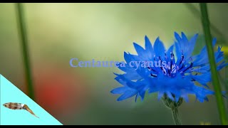 Nevädza poľnáCentaurea cyanus [upl. by Adaha]