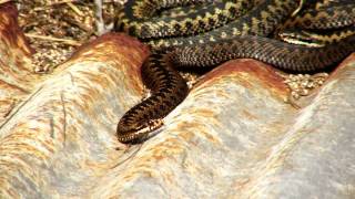 Adders plus other wildlife [upl. by Telfer23]