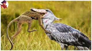 15 Momentos Feroces De Aves Cazando Su Próxima Comida [upl. by Aicelef426]