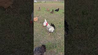 Backyard animals enjoying a warm but windy day [upl. by Skell]