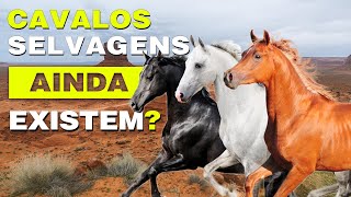 Cavalos selvagens ainda existem [upl. by Kalagher]