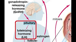 Hormoni luteinizues prodhohet ne [upl. by Inness]