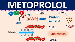 Metoprolol  Mechanism side effects precautions amp uses [upl. by Strohl653]