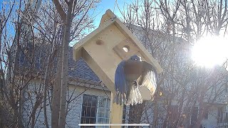 Build a bird nest box with camera and LED and natural lighting inside [upl. by Okun328]