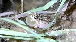 Pacific Tree Frog Croaking [upl. by Naesal]