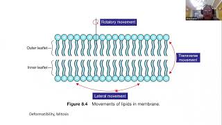 Biological Membranes II Fluid Mosaic Model [upl. by Naeerb315]