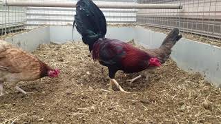 Kelso  Claret hens 4162019 [upl. by Broeder]