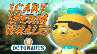 Octonauts  Scary Sperm Whales  Outnumbered [upl. by Ehud]