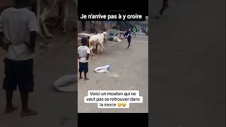 Un mouton qui veut pas se retrouver dans la sauce funny comedy akonatien tiktok mouton enfants [upl. by Khanna37]