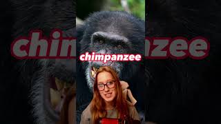 Human VS Chimpanzee Fight Prediction shorts [upl. by Moshe]