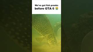 We prank the pike  pike fishing underwaterworld [upl. by Zak305]