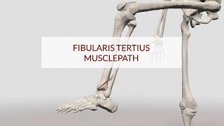 Fibularis Tertius Musclepath 3D Animation [upl. by Burkhard]