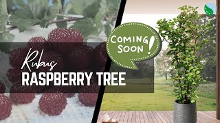 NEW Rubus Raspberry Tree [upl. by Annavoj]