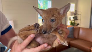 Raising an Orphan Coyote in my Home 2 Month Update [upl. by Eenram440]