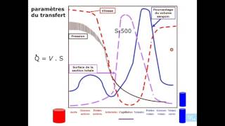 physiologie cardio vasculaire partie 3 [upl. by Chema695]