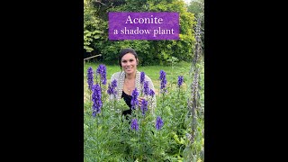 Aconite  A Shadow Plant [upl. by Nylak869]