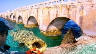 GOLIATH GROUPER AND BULL SHARK  Fishing Florida Keys Bridges [upl. by Schenck]