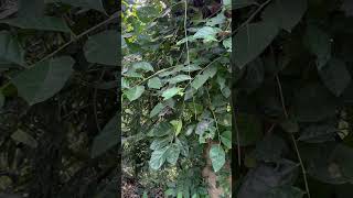 Leaves of Ficus tinctoria [upl. by Nolitta304]