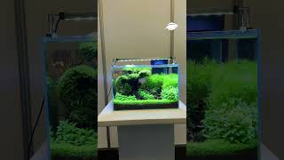 Selbst die kleinsten Aquarien bringen ein Stück Natur ins Wohnzimmer [upl. by Yesmar851]