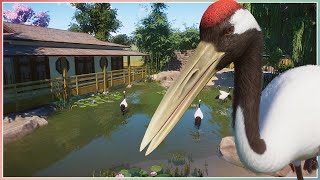 Red Crowned Crane Habitat  Mayberry Park Zoo  Planet Zoo Speed Build [upl. by Tecil120]