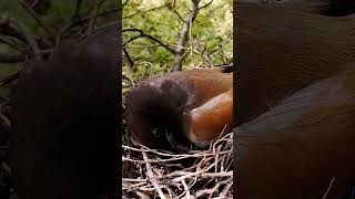 Rufous treepie bird babies P 5 shortvideo trendingshorts [upl. by Moncear]