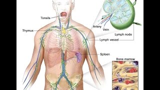 Hodgkin Lymphoma [upl. by Aloiv920]