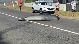 Seal Strikes a Pose to Delight of Tasmanian Locals [upl. by Eniamart]