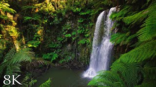 Australian Rainforest Relaxation in 8K  1HR Ambient Nature Relaxation™ Film with Music [upl. by Anayik]