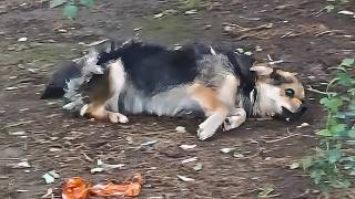 Resilient stray dog optimistic despite its disability used its strength to win a loving home [upl. by Maer]