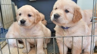 Cutest Golden Retriever Puppy Litter 5 Weeks Old ❤️ [upl. by Hawkins580]