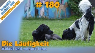 Wie lang sind Hundedamen eigentlich läufig Was passiert während der Paarungswilligkeit💕  TGH 180 [upl. by Dhumma274]